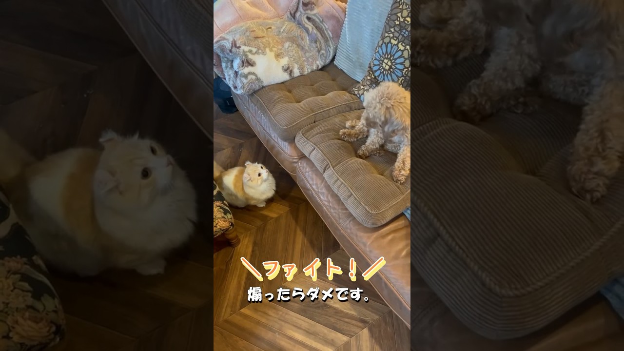 【キンカロー】毛玉と毛玉がくっついてます【マンチカール】