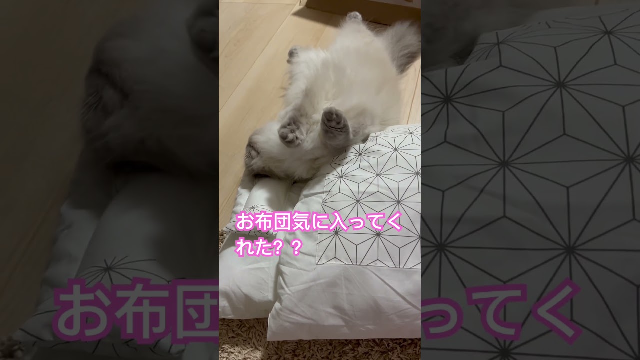 お布団が気に入ってくれたっぽいヒマラヤンのマーベル🐈 #shorts #うちのにゃんこ #ねこ #マーベル #ヒマラヤン #cat #かわいい #猫のいる暮らし