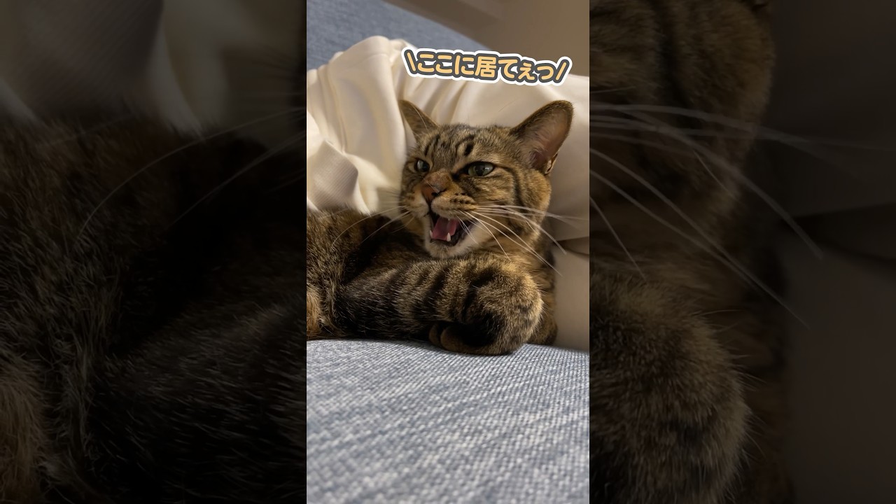 「ここに居てぇっ」と大好きなママにお願いする、甘えん坊な猫