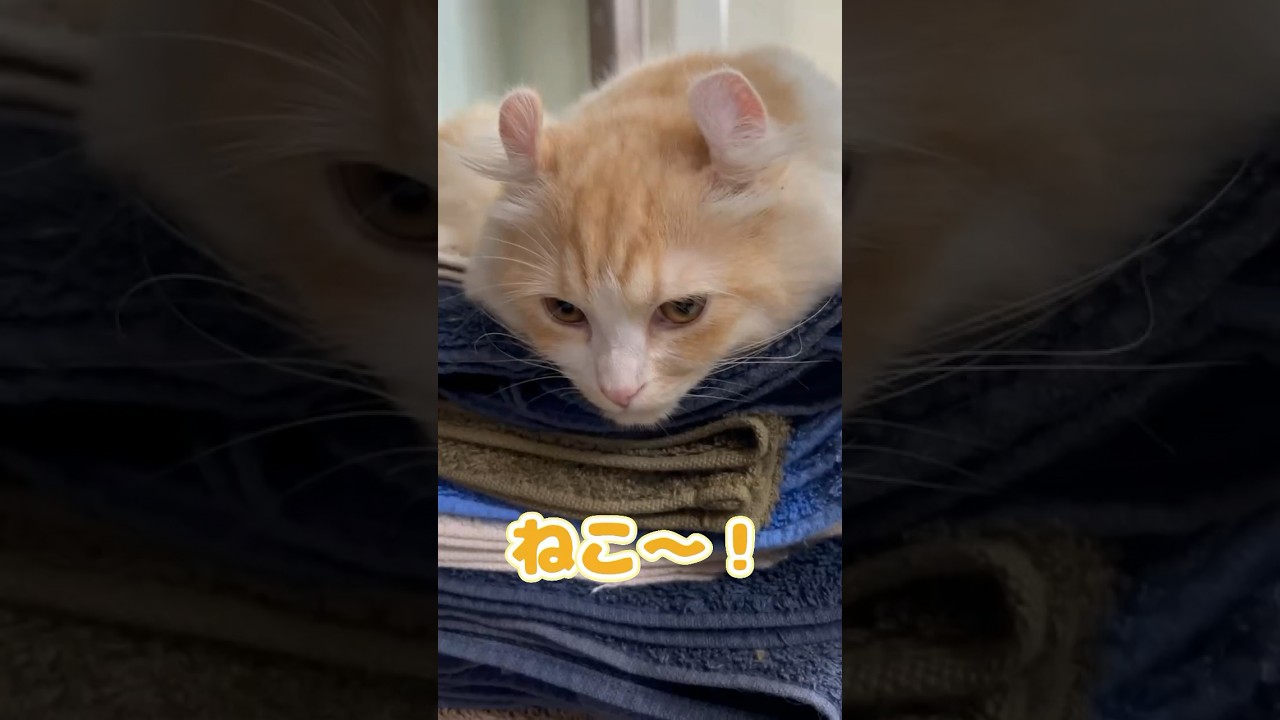 【キンカロー】エレベーター毛玉【マンチカール】