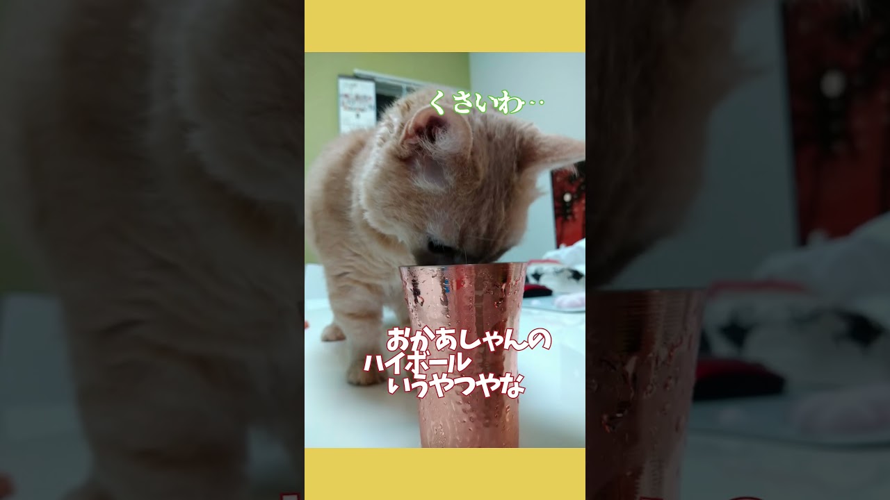 【ぽっちゃん家】倒してみた　vol.43 #猫 #funny #shorts
