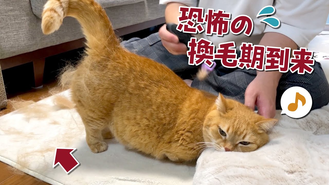 抜け毛が本気を出してきた猫を刈ったらほっそり猫が現れた…！？