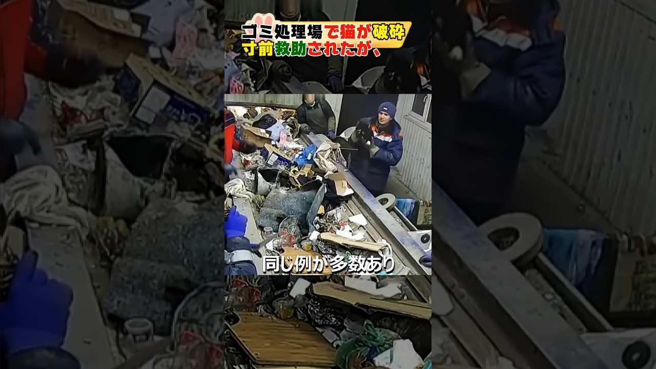 ゴミ処理場で猫が破砕寸前助かったCat saved from being crushed at garbage disposal facility#cat#shorts#猫#猫保護