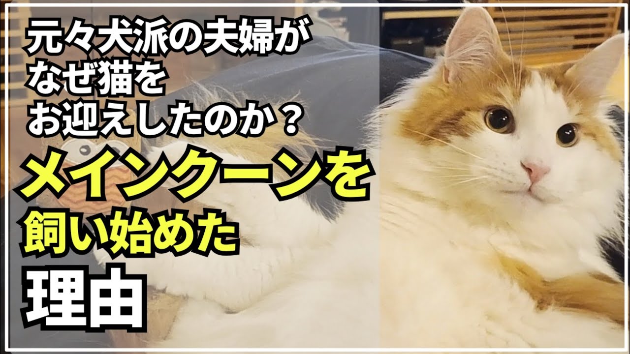 猫派じゃなく犬派だった夫婦が大型猫メインクーンをお迎えするまでの話です。