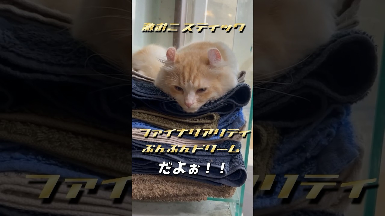 【キンカロー】ノット激おこ眠毛玉猫【マンチカール】
