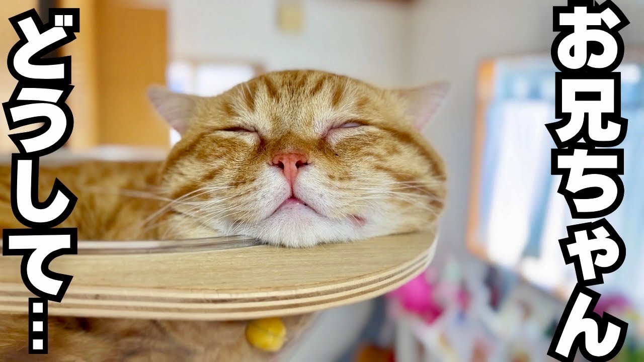 GWの猫たちの様子がおもしろかわいい！ #猫 #マンチカン