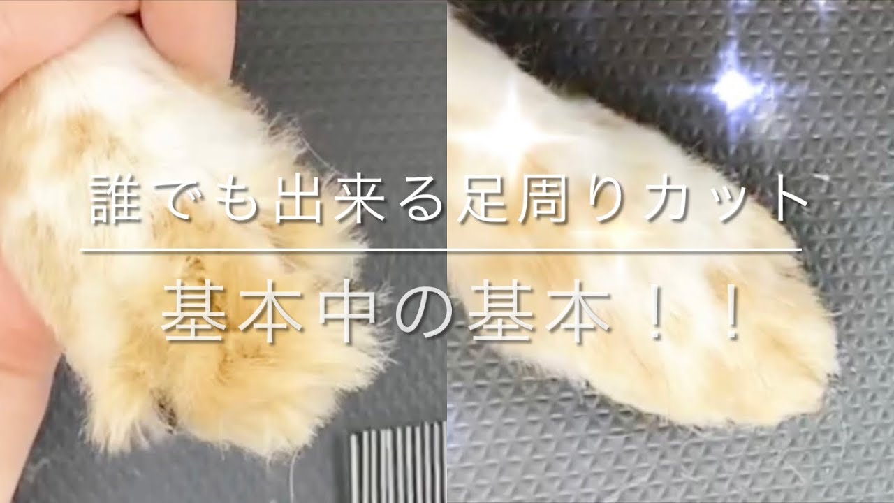 【トリミング　足周りカット】「自分で出来る足周りカット、基本中の基本！！」倍速なし！全犬種
