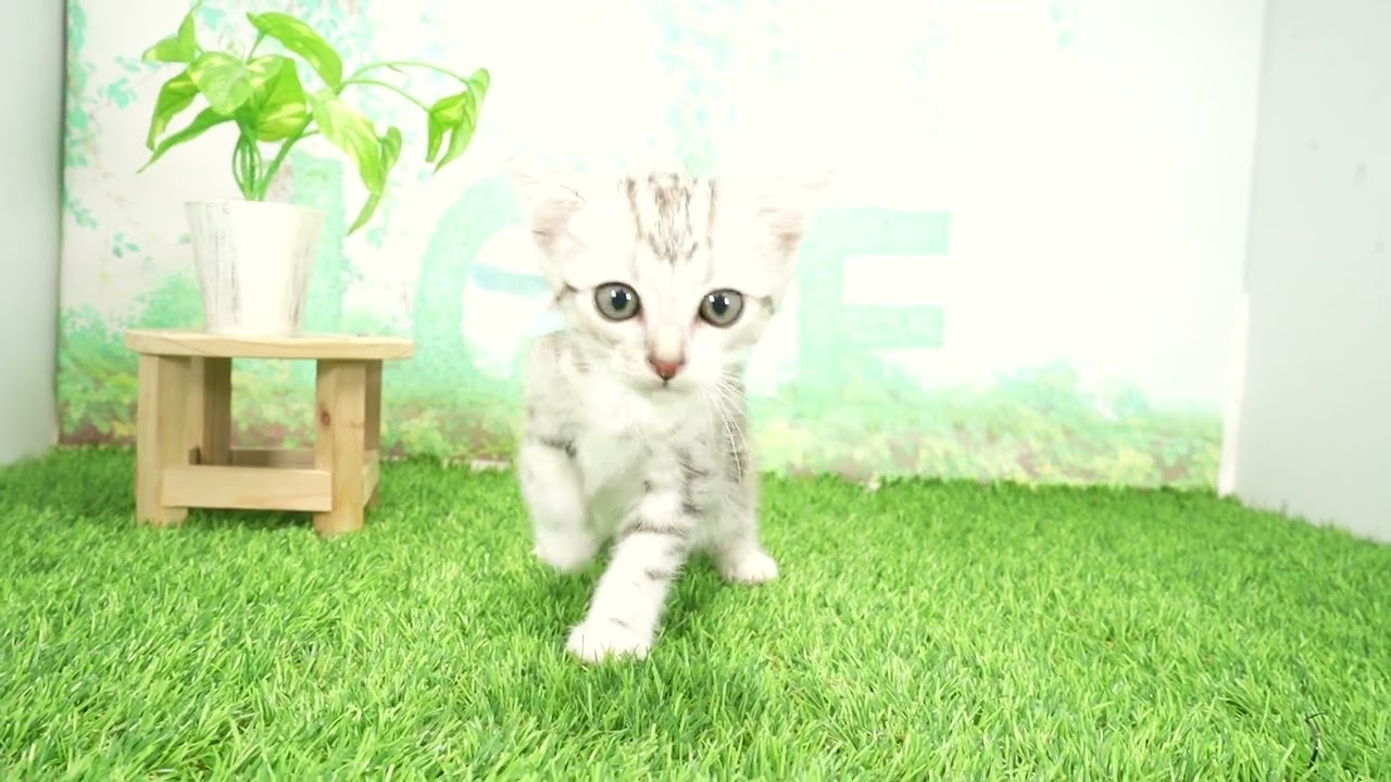 Coo&RIKU　No00674644 スコティッシュフォールド