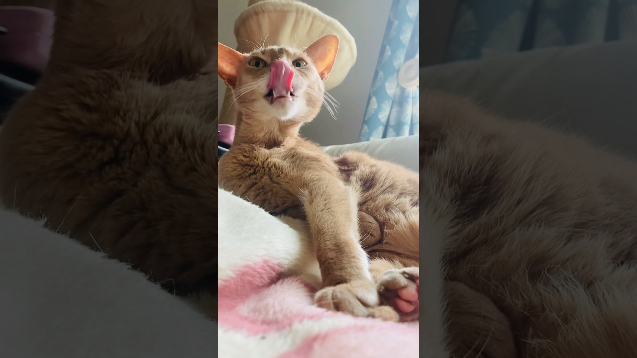ぺろぺろ〜　ぺろっ！#猫#いぶりん#アビシニアン#フォーン#cat#abyssinian#fawn