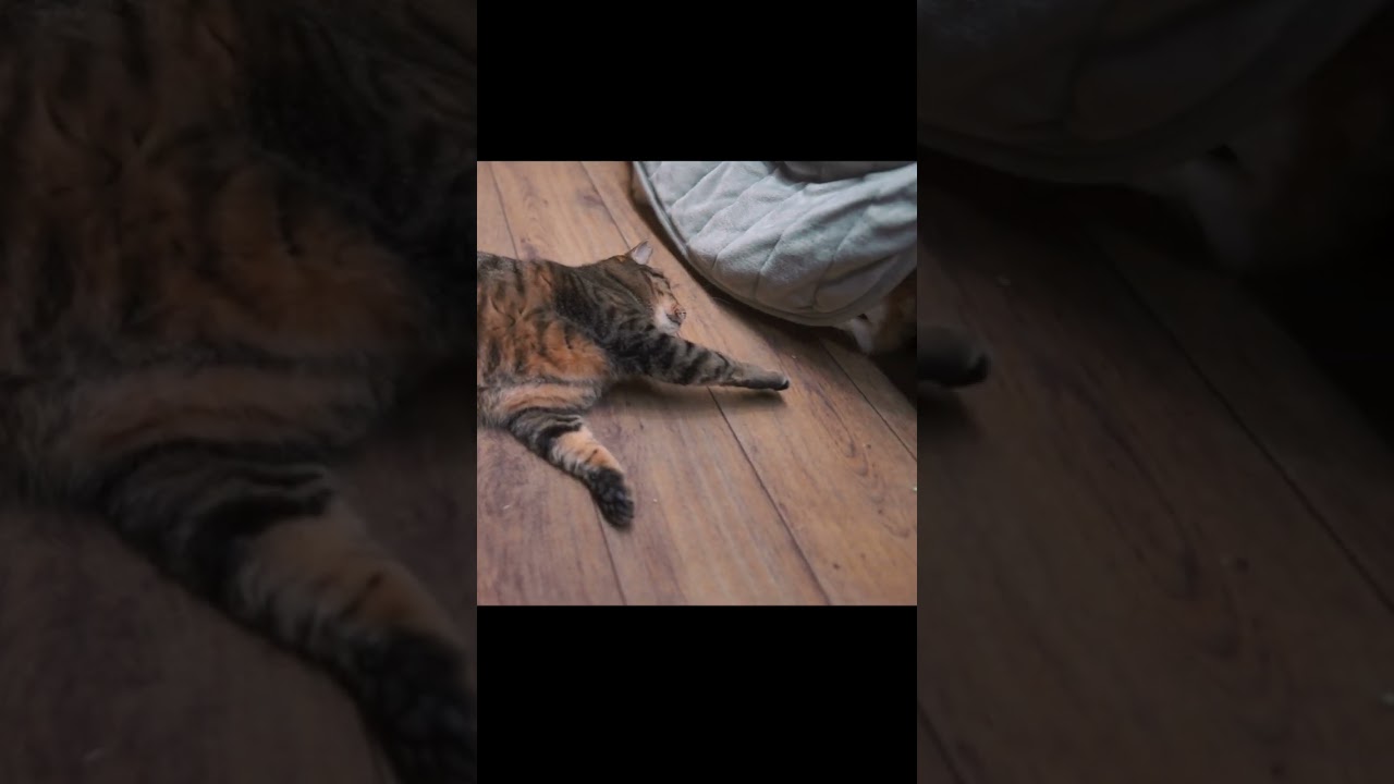 小さな捨て猫の、予測を裏切る行動 #shorts