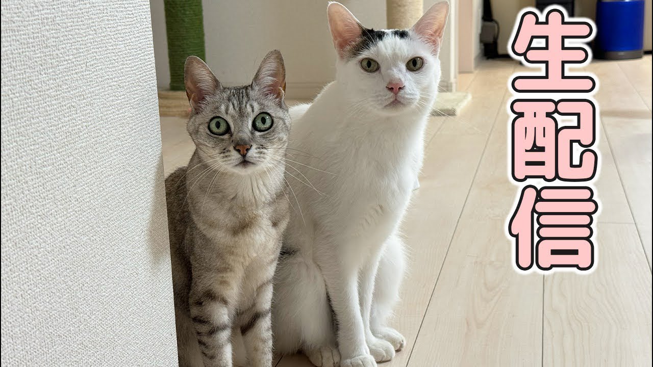 GWなので猫たちにおやつあげたい生配信！