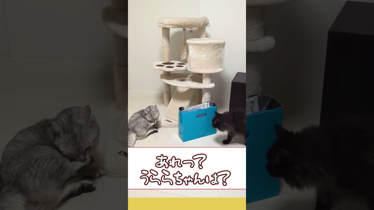 【ぽっちゃん家】にょきっと現れる猫　vol.34 　#猫 #cat #funny #shorts  #animals