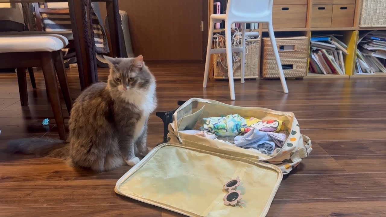 離れた隙に荷造りチェックをする猫　ノルウェージャンフォレストキャットA cat checking the packing. Norwegian Forest Cat.