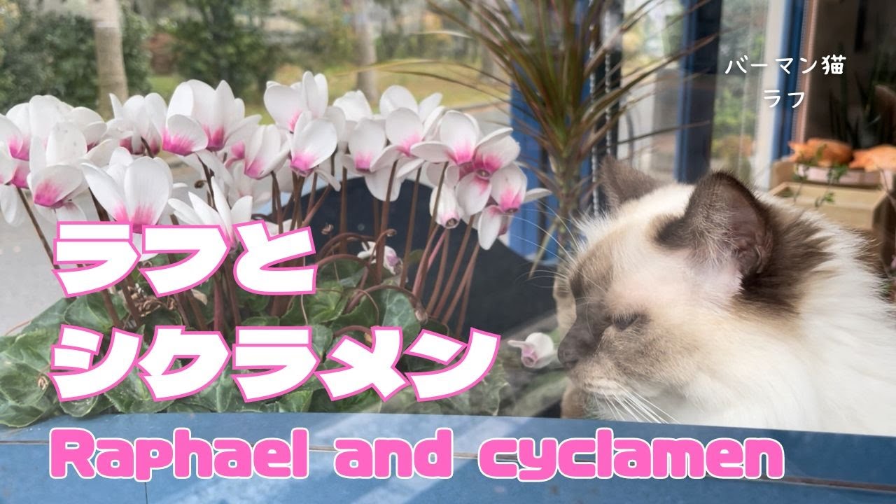 バーマン猫ラフ【ラフとシクラメン】Raphael and cyclamen（バーマン猫）Birman/Cat