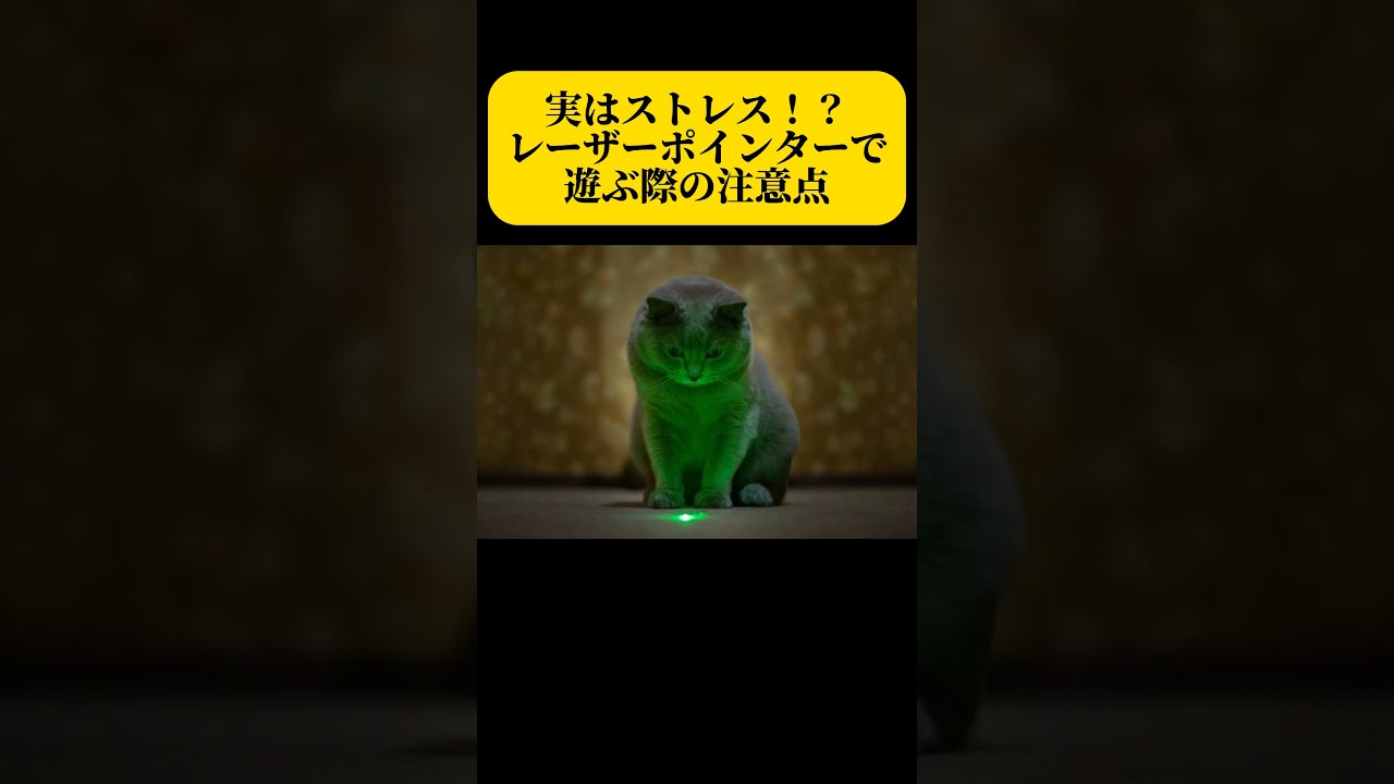 【遊びがストレスに⁉︎】レーザーポインターで猫と遊ぶ時の注意点#雑学#豆知識#ねこ