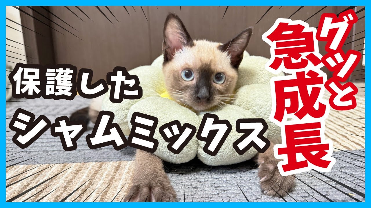 【ガリガリだった子猫が急成長】山あり谷ありだけど立派に成長しました。（冬75）