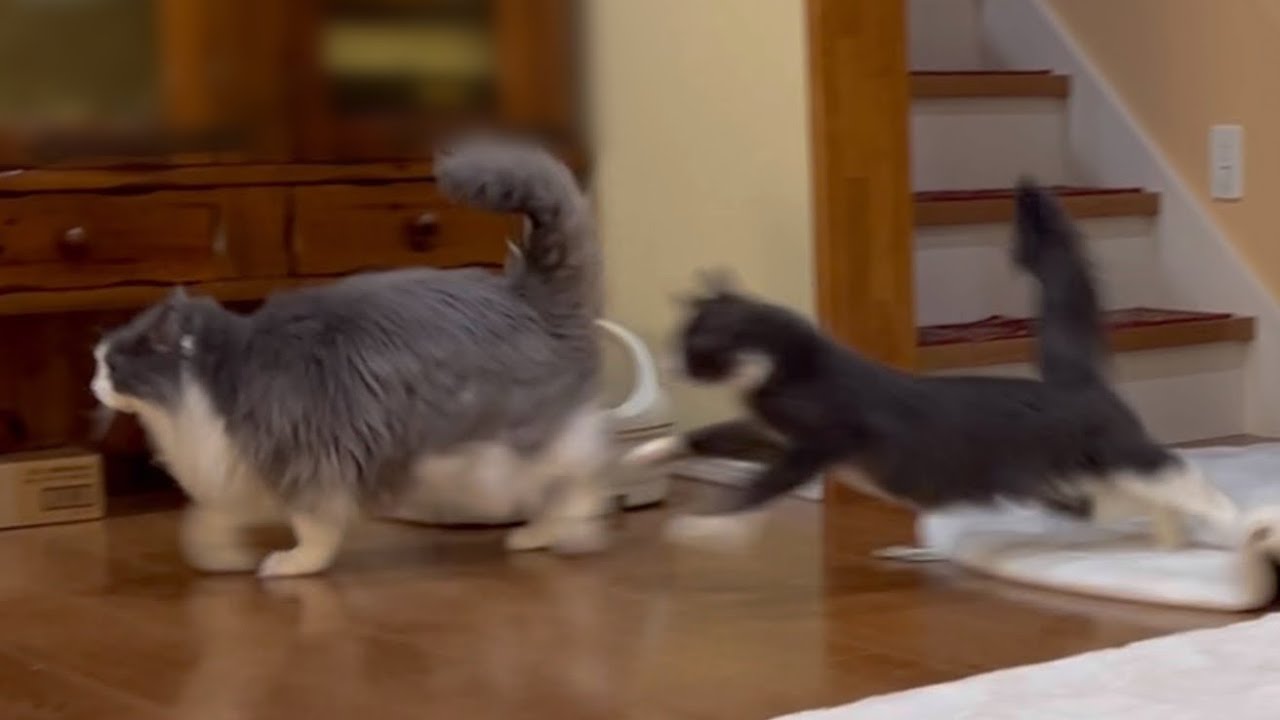 【活発‼︎】みんなで元気に走り回る！！！ターキッシュアンゴラとノルウェージャンフォレストキャット♡