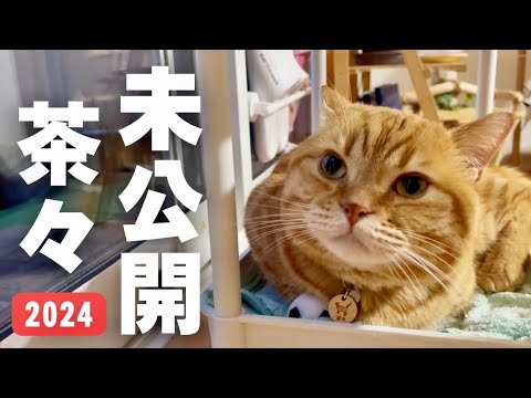 未公開茶々くんGW特別大公開〜！ #猫 #マンチカン