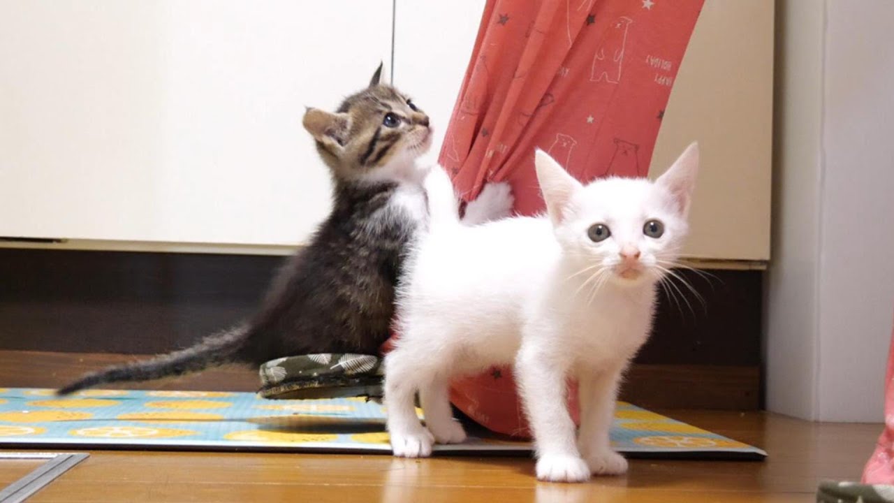 キッチンに立つママに気づいた子猫達が急ぎ足で【赤ちゃん猫　保護猫】