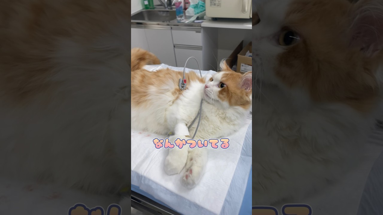 麻酔の覚めがいつもの寝起きと変わらないサイベリアン