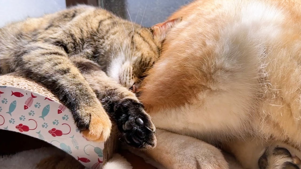 ポカポカが気持ちよすげて柴犬にお尻に顔をうずめて甘える猫