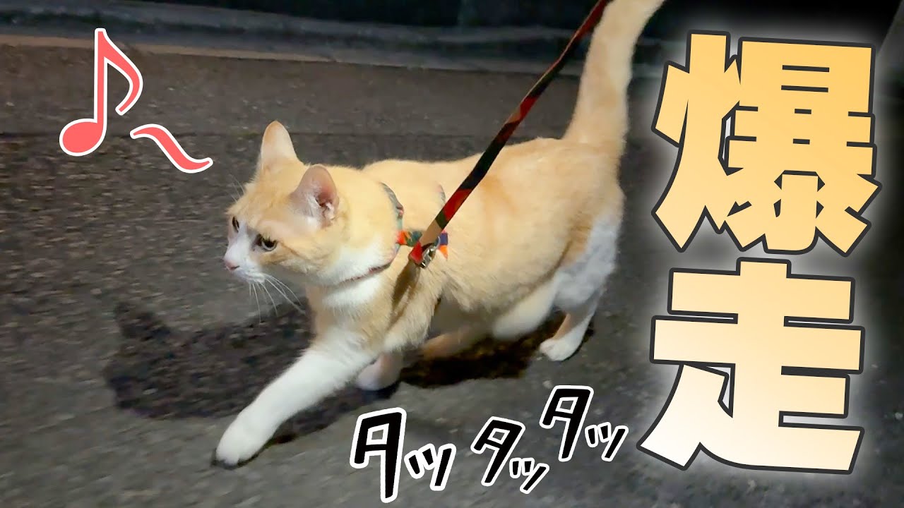 こどもの日に猫と一緒に散歩したら、ウキウキで爆走しはじめましたwww
