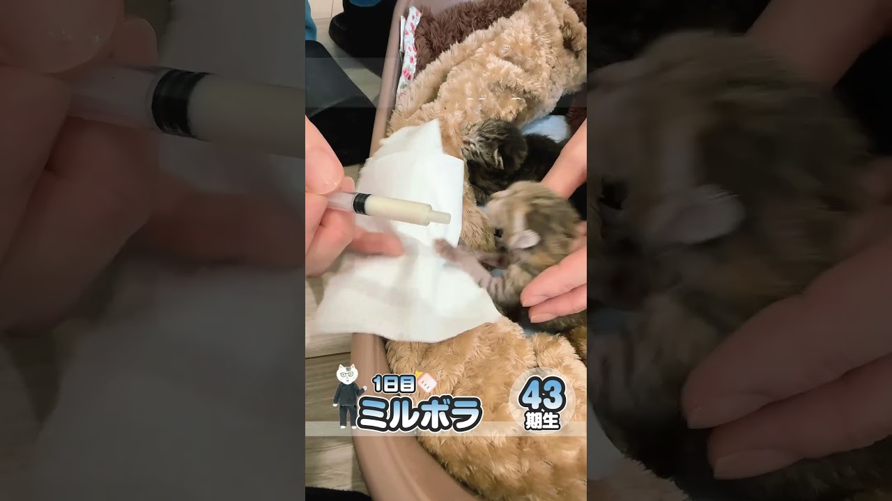 緊急保護！90ｇ子猫へその緒が絡みまくった状態で紙袋に入って発見。【保護猫生活1日目】 #kitten #かわいい子猫を毎日紹介しています #子猫のミルボラ #保護猫 #子猫 #猫好きさんと繋がりたい