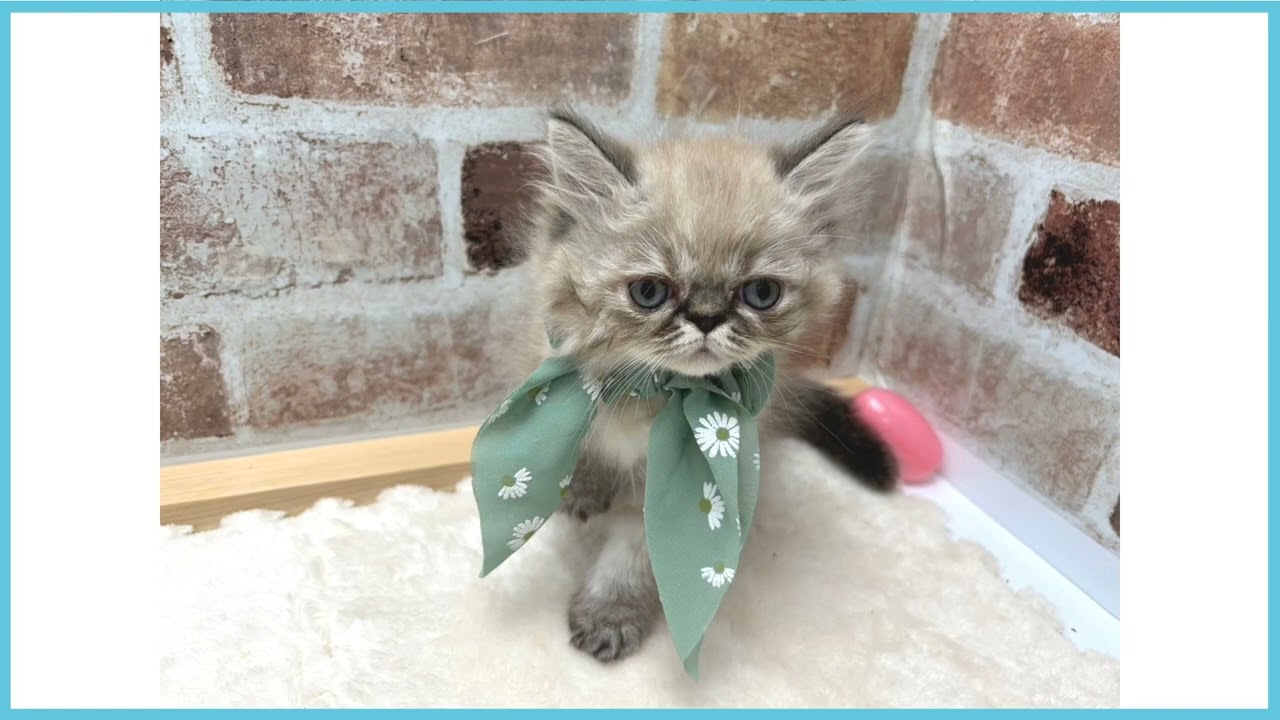 ペットショップCOO&RIKU No00673198 ヒマラヤン