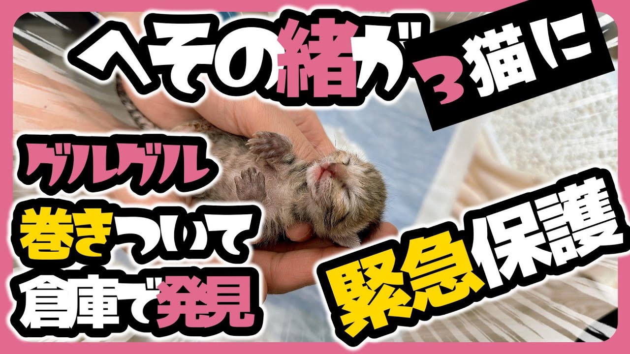 緊急保護 80ｇ台の子猫倉庫でへその緒に絡まり発見【保護猫生活1日目】