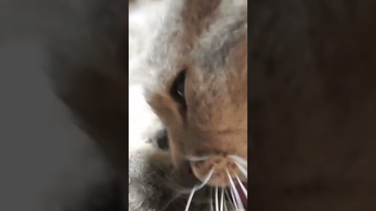 ラパーマのテオフィルの毛づくろい