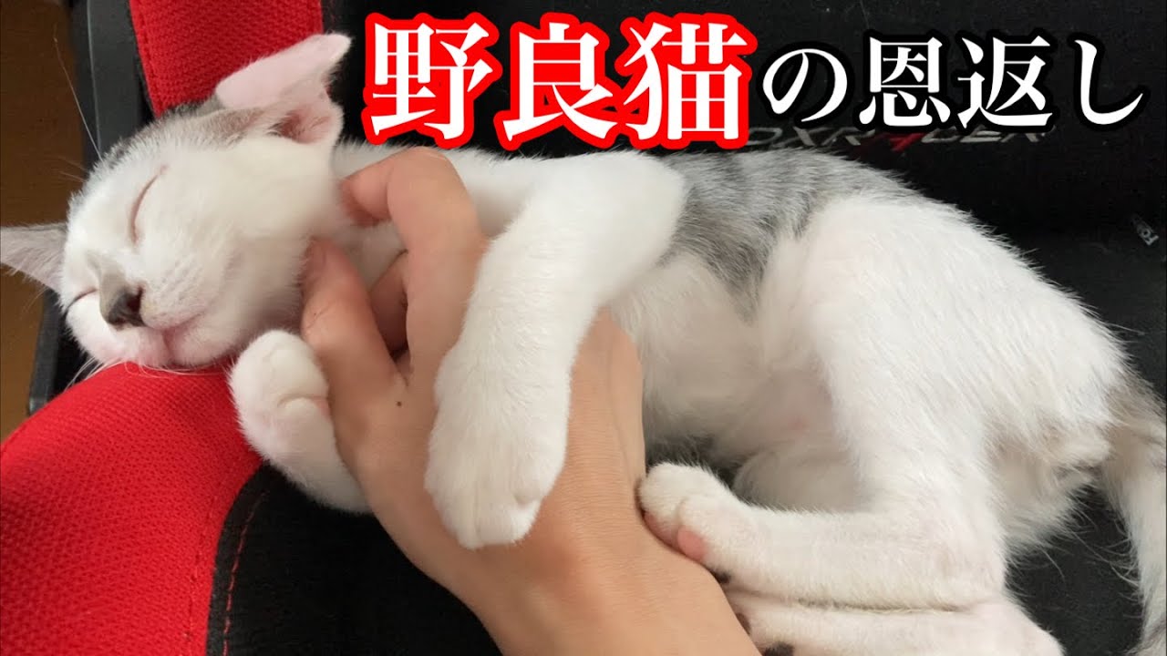 猛暑日に保護した子猫が最高の恩返しをしてくれました…