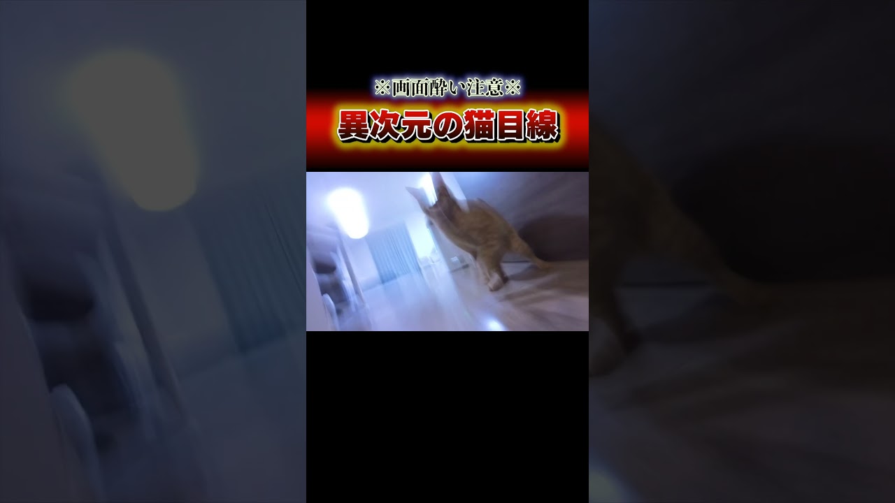 自称日本一の運動神経を持つ猫たちの見てる世界がこちら...。 #cat #ねこ#猫