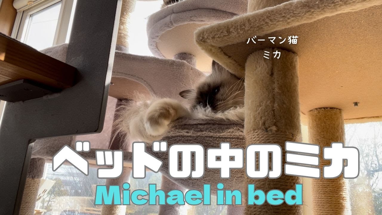 バーマン猫ミカとウリ【ベッドの中のミカ】Michael in bed（バーマン猫）Birman/Cat