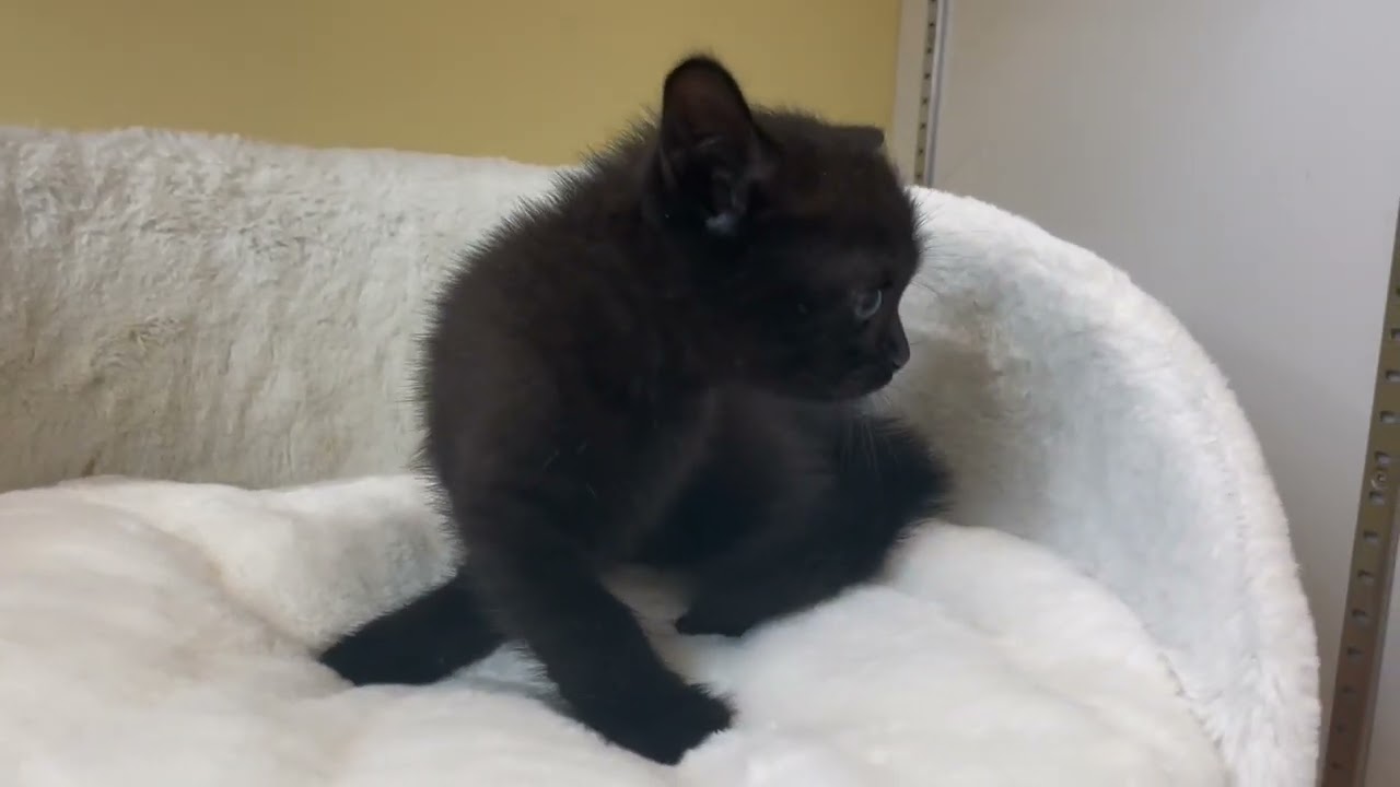 ボンベイ 【ブラック】黒猫の代表✨ボンベイ兄妹❤️