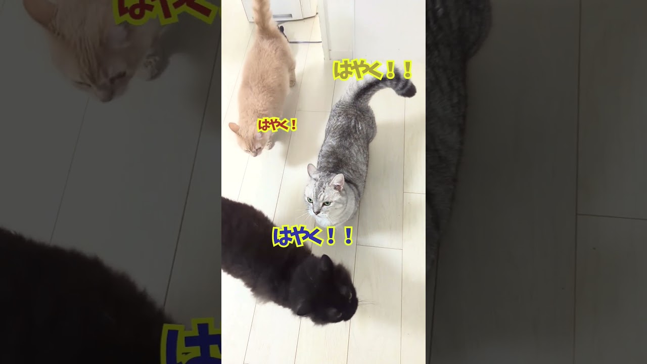 【ぽっちゃん家】時間まもれよ！　vol.53　　#猫 #cat #funny #shorts