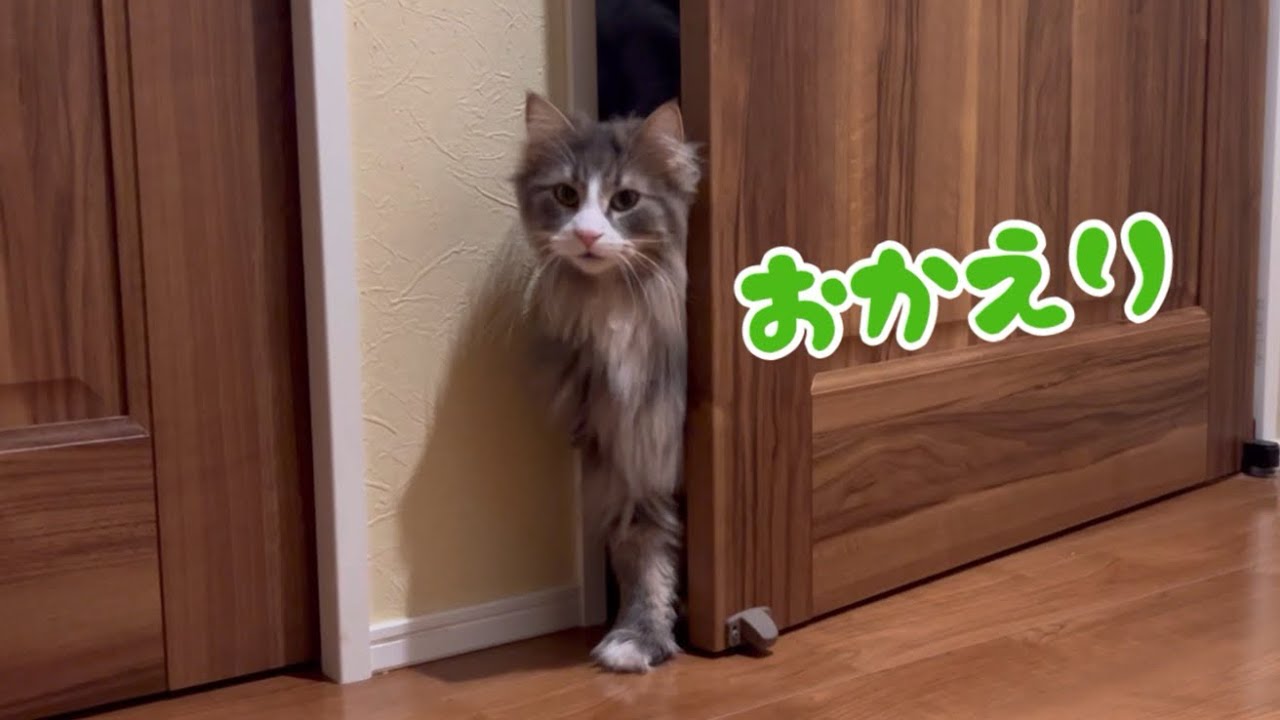 【おかえり‼︎】お出迎えニャンコたちに癒される✨ターキッシュアンゴラとノルウェージャンフォレストキャット♡