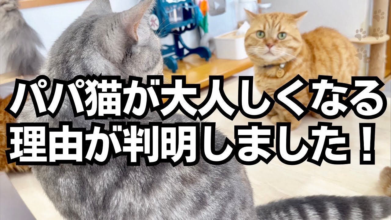 パパ猫がおとなしくしてる理由がこちら #猫 #マンチカン