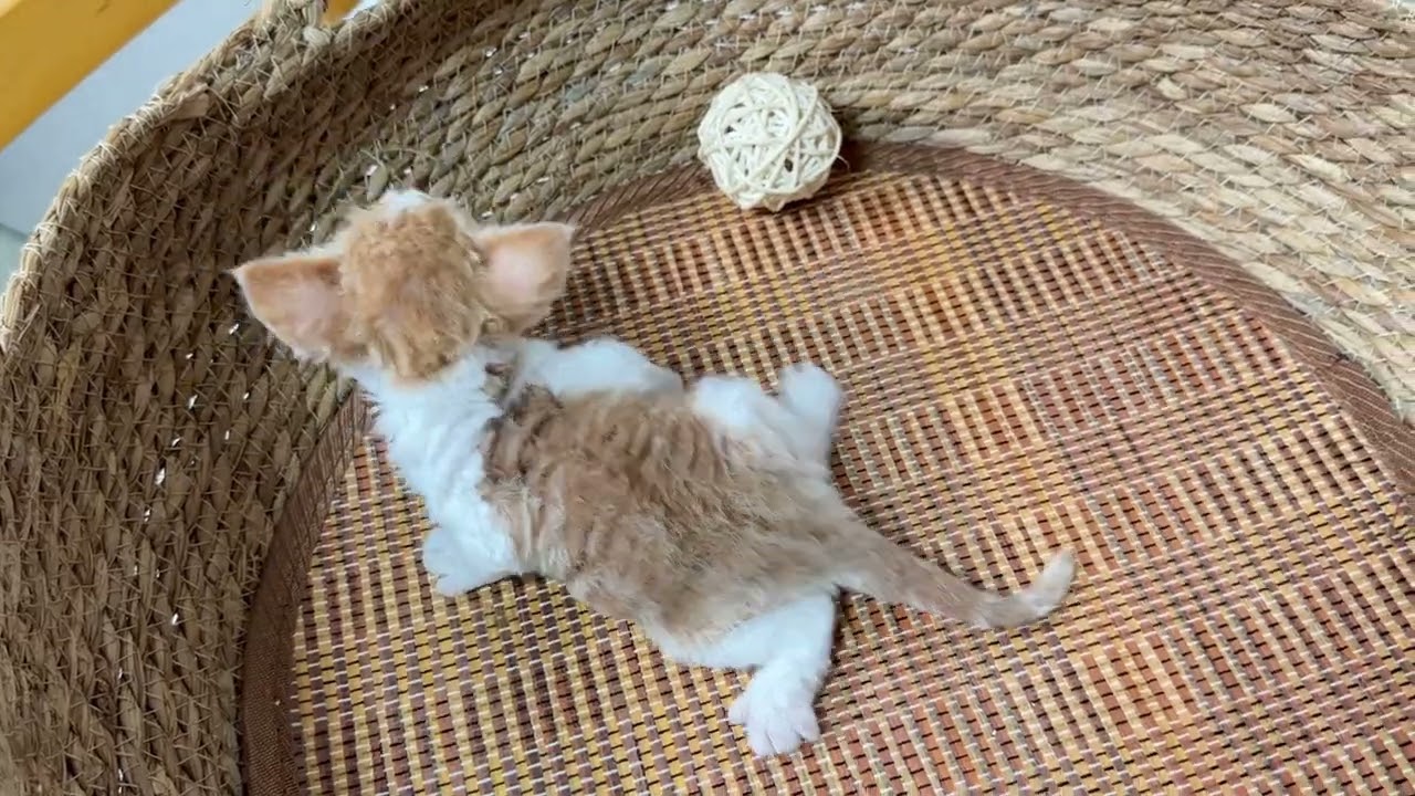 セルカークレックス、2024/3/28生まれ