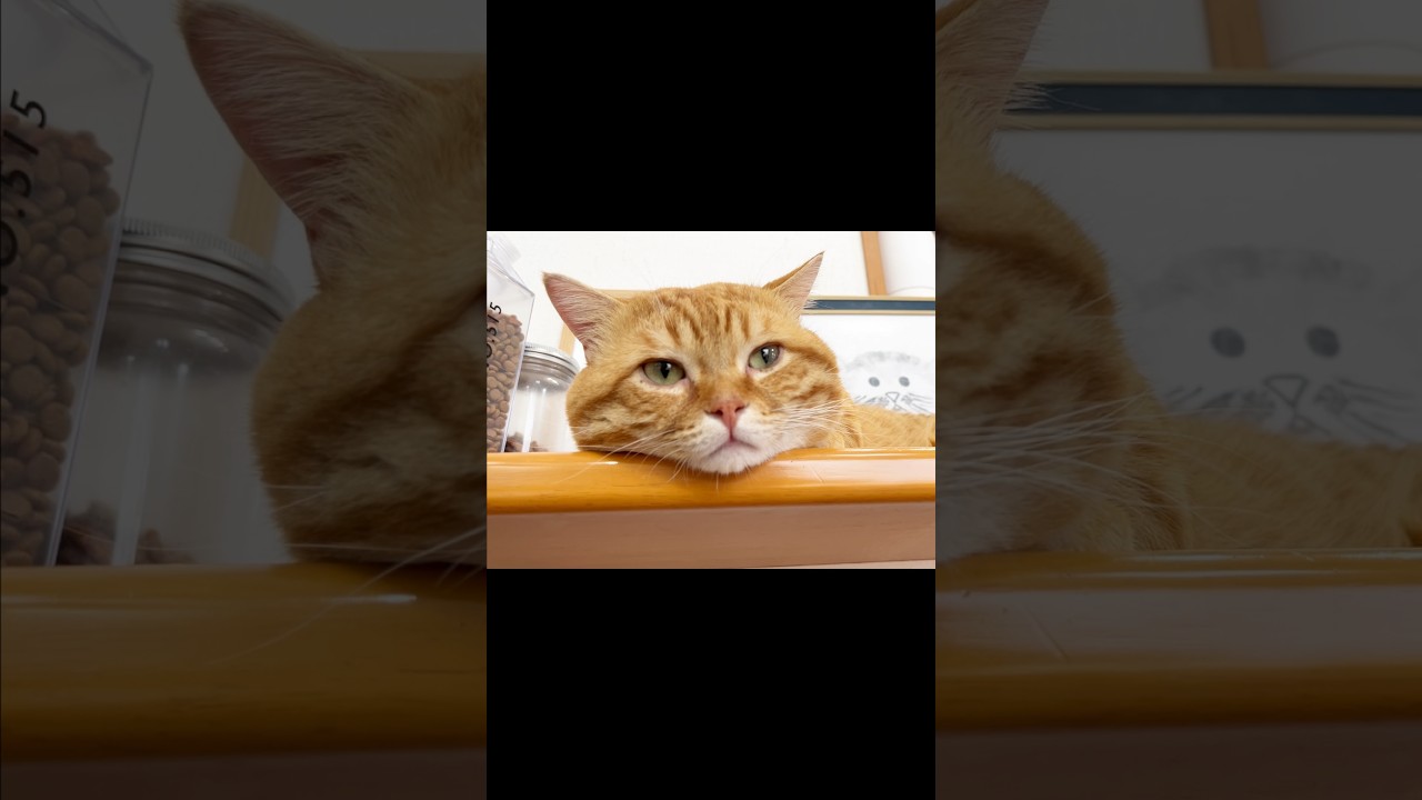 連休とかどこにも行きたくない猫 #マンチカン #shorts