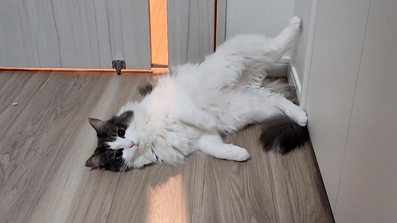 かまってちゃんな猫のアピールがこちら【ノルウェージャン２歳】