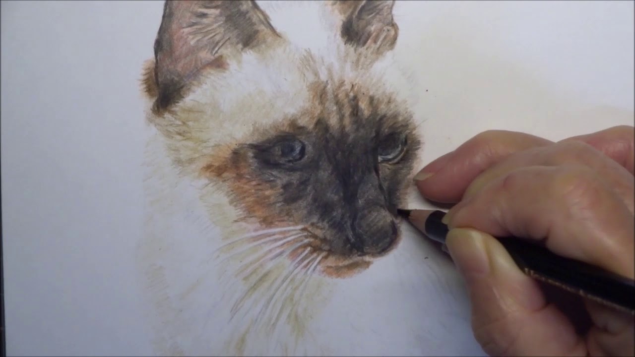 色鉛筆画　シャム猫　チョロちゃん 4