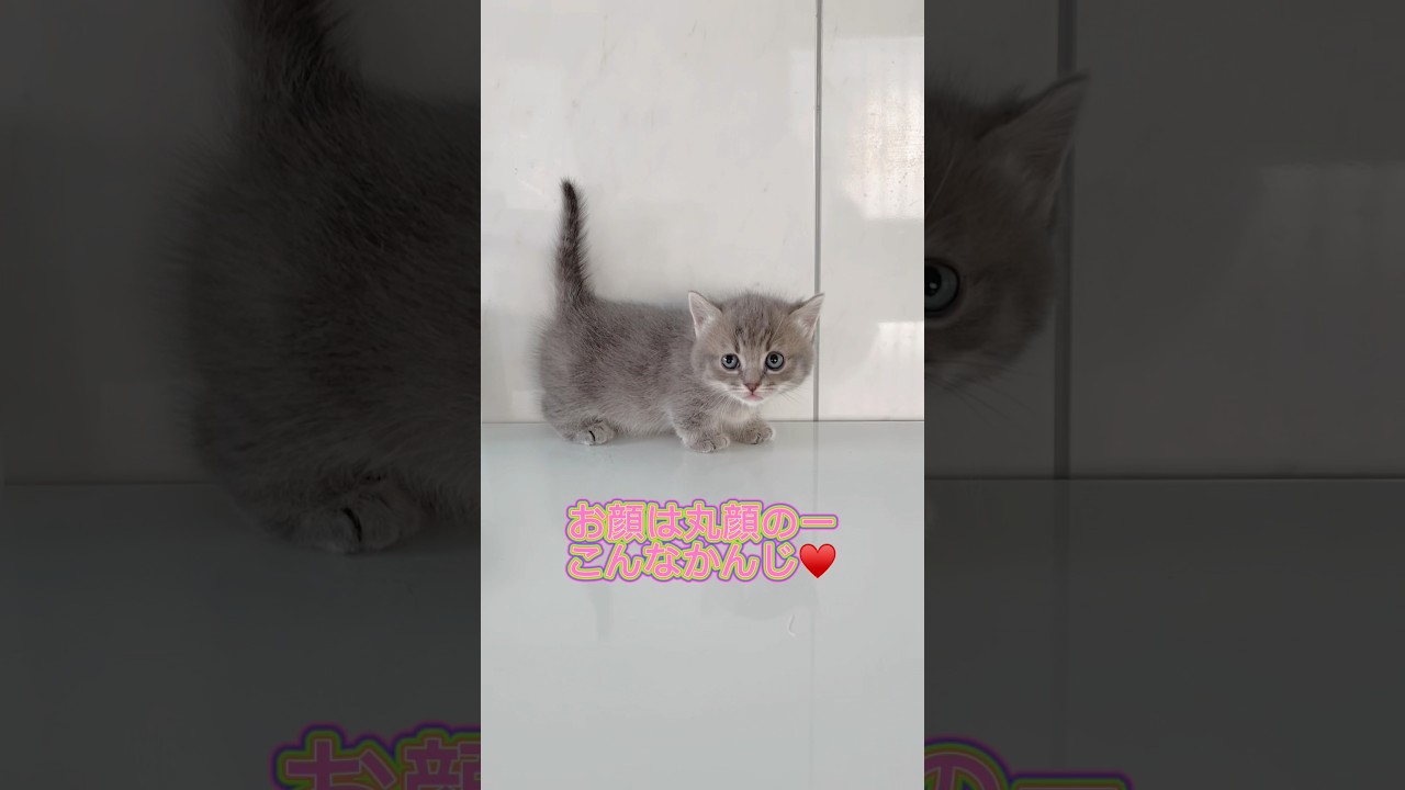 かわいい短足マンチカンちゃん男の子♥️ 【お問合せ詳細は説明欄に記載あります】 #ブリーダー直販 #ラパーマ #猫 #猫のいる暮らし #子猫 #マンチカン #ラパーマ