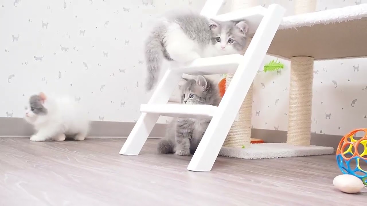 マンチカン 毛吹き、お顔、性格良好　ブルータビー（ロングヘアー）