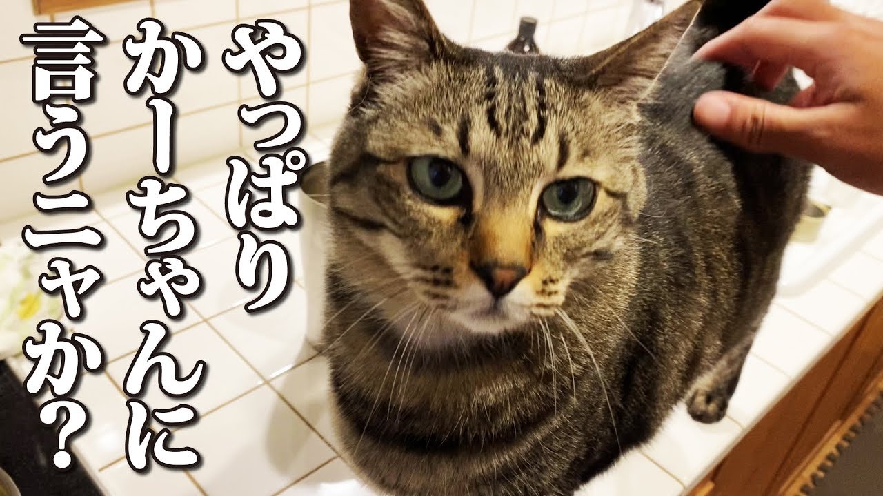 【さすがかーちゃん】ピロリ菌の再検査の結果を猫と一緒に妻に伝えた結果、思わぬ展開に！