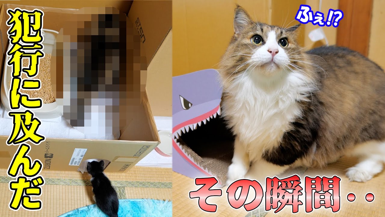 ボス吉の愚行に子猫ブチギレ🐈💢【仲良し子猫姉妹の成長記録】