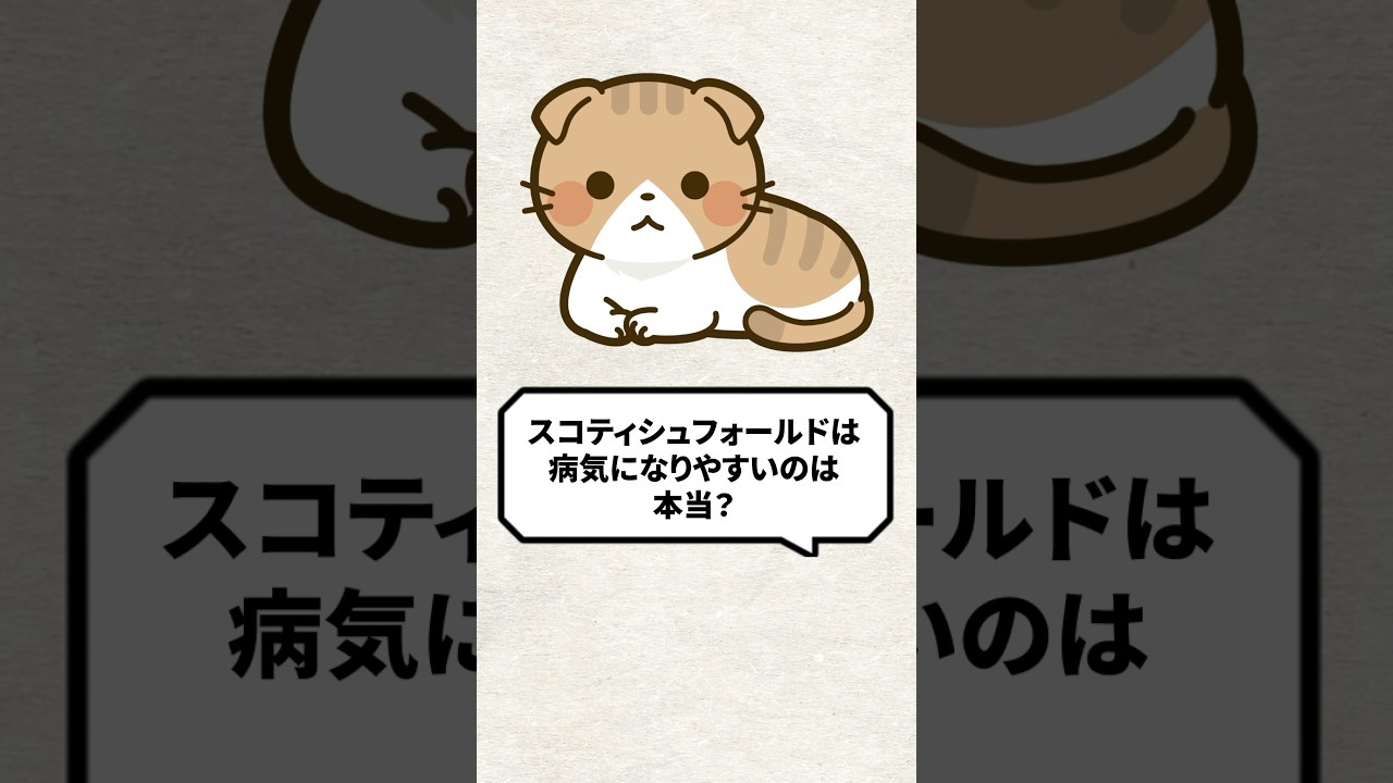 Q：スコティッシュフォールドは病気になりやすいって本当？ #猫 #スコティッシュフォールド #ねこ
