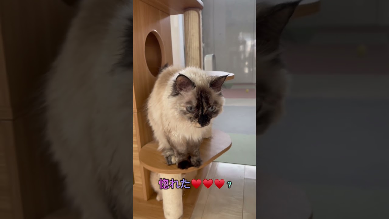 うちの家族♥️ #ブリーダー直販 #ラパーマ #猫 #マンチカン #ミヌエット #子猫販売 #cat #kitten #子猫