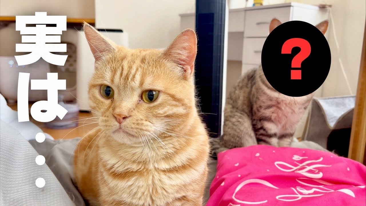 ちゃーぼーは実は... #猫 #マンチカン