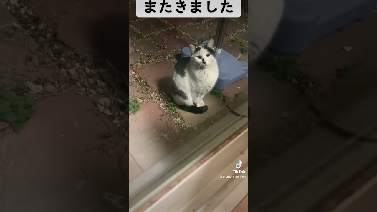 野良猫ちゃん？　毎日深夜にいらっしゃるお客様 シャム猫娘の日常 【tiktok】 cat lover