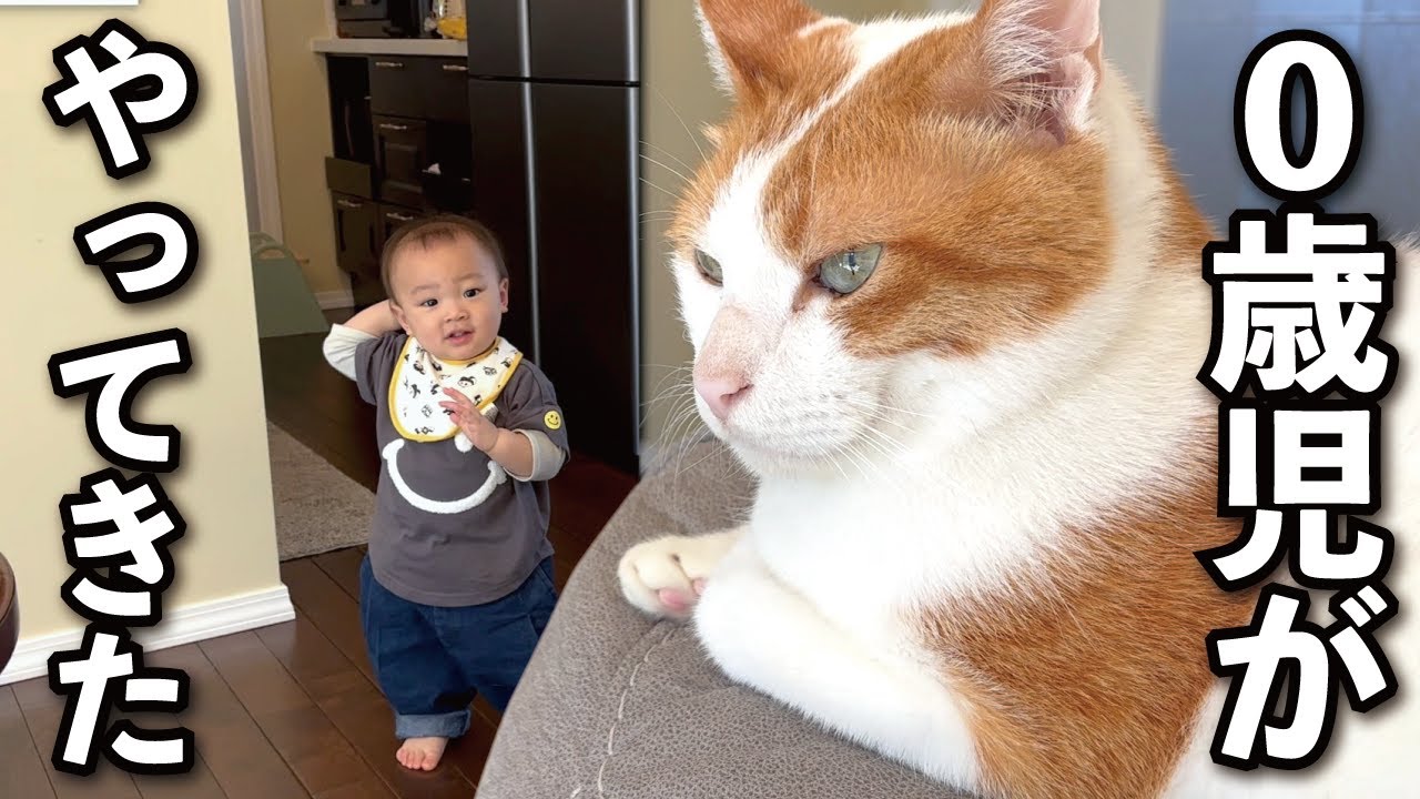 【甘えんぼ猫】赤ちゃんがやってきたときの反応がコチラ…